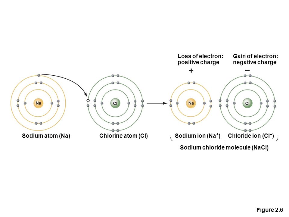 Figure 2.6 Loss of electron: positive charge Gain of electron: negative charge Sodium atom (Na)Chlorine atom (Cl)Sodium ion (Na + ) Sodium chloride molecule (NaCl) Chloride ion (Cl – )