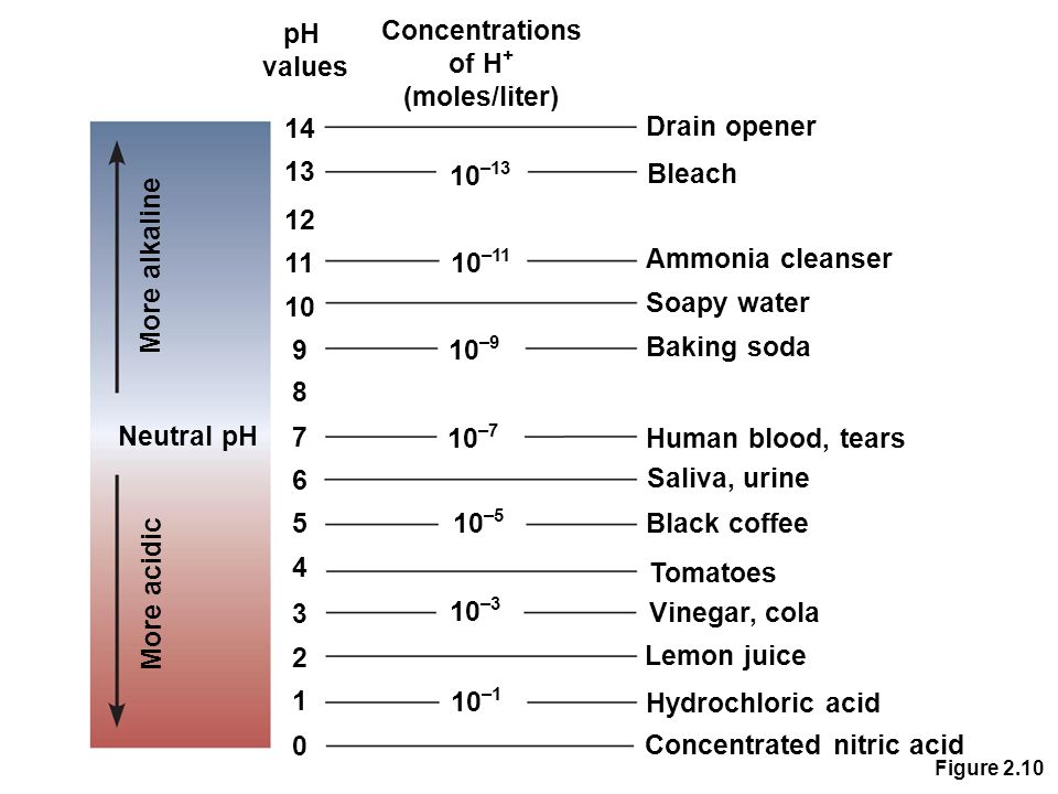 pH values Concentrations of H + (moles/liter) Drain opener Bleach Ammonia cleanser Soapy water Baking soda Human blood, tears Saliva, urine Black coffee Tomatoes Vinegar, cola Lemon juice Hydrochloric acid Concentrated nitric acid More acidic Neutral pH More alkaline –13 10 –11 10 –9 10 –7 10 –5 10 –3 10 –1 0 Figure 2.10