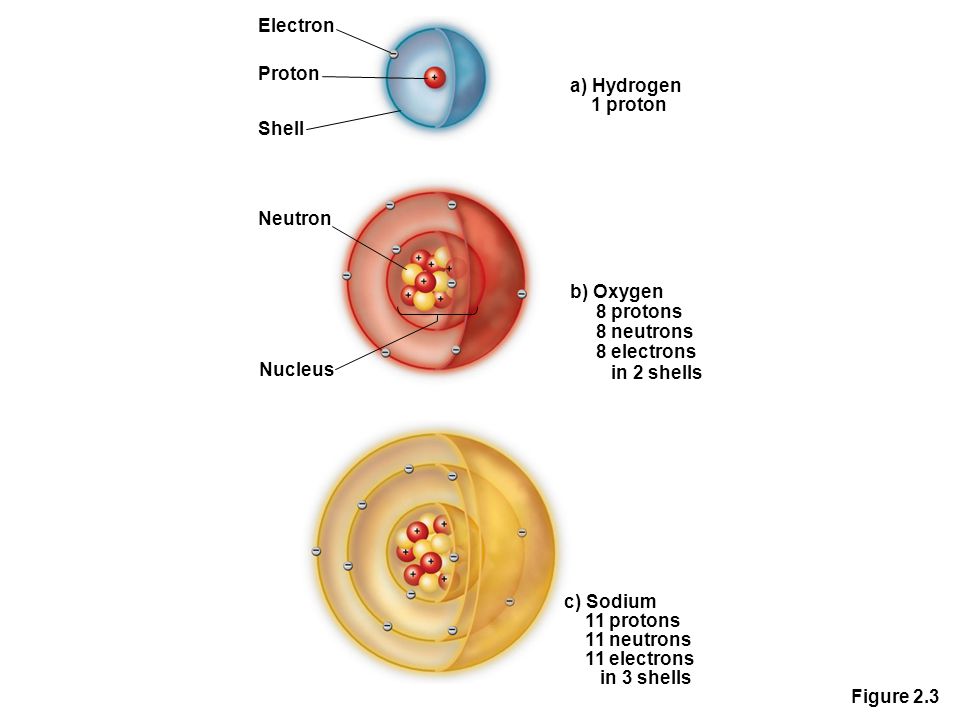 Figure 2.3 Electron Proton Shell Neutron Nucleus a) Hydrogen 1 proton b) Oxygen 8 protons 8 neutrons 8 electrons in 2 shells c) Sodium 11 protons 11 neutrons 11 electrons in 3 shells