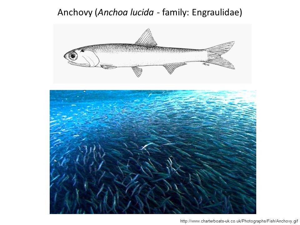 Anchovy (Anchoa lucida - family: Engraulidae)