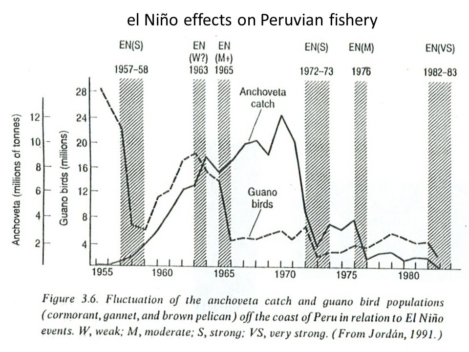 el Niño effects on Peruvian fishery