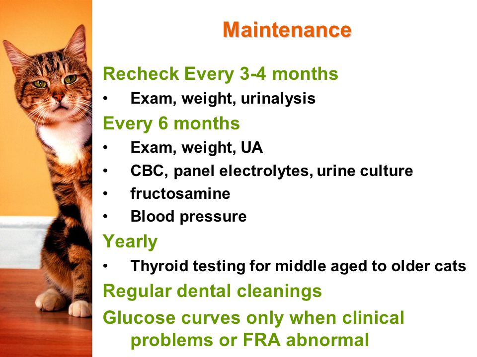 Urine level glucose cats