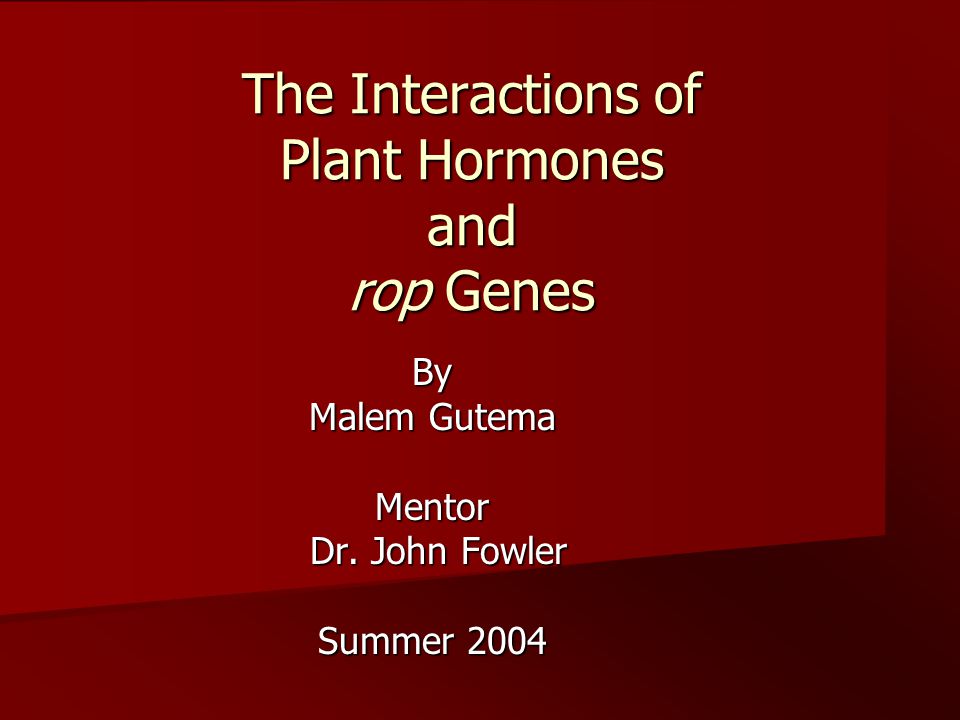 The Interactions of Plant Hormones and rop Genes By Malem Gutema Mentor Dr.