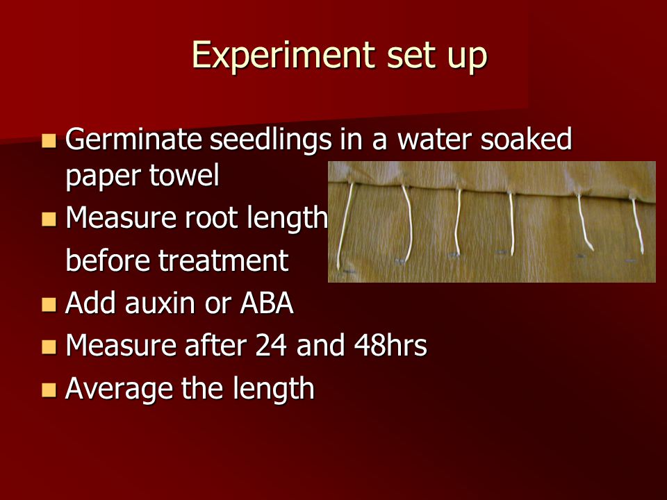 Experiment set up Experiment set up Germinate seedlings in a water soaked paper towel Germinate seedlings in a water soaked paper towel Measure root length Measure root length before treatment Add auxin or ABA Add auxin or ABA Measure after 24 and 48hrs Measure after 24 and 48hrs Average the length Average the length