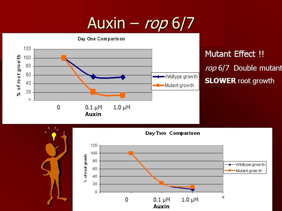 Auxin – rop 6/7 Mutant Effect !! rop 6/7 Double mutant SLOWER root growth 00.1 µM1.0 µM Auxin