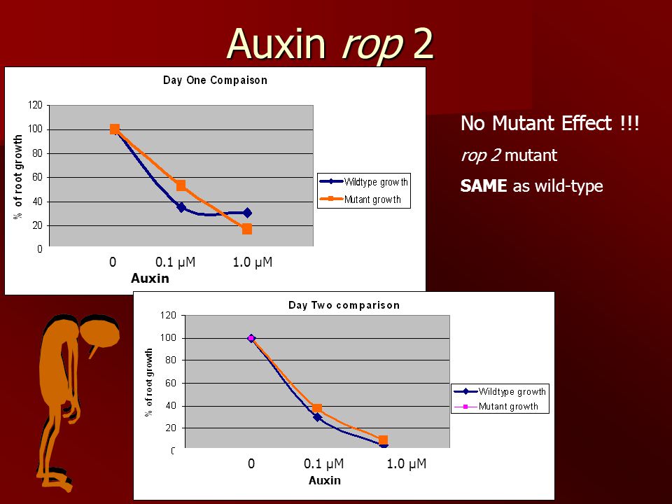 Auxin rop 2 No Mutant Effect !!! rop 2 mutant SAME as wild-type µM 1.0 µM Auxin