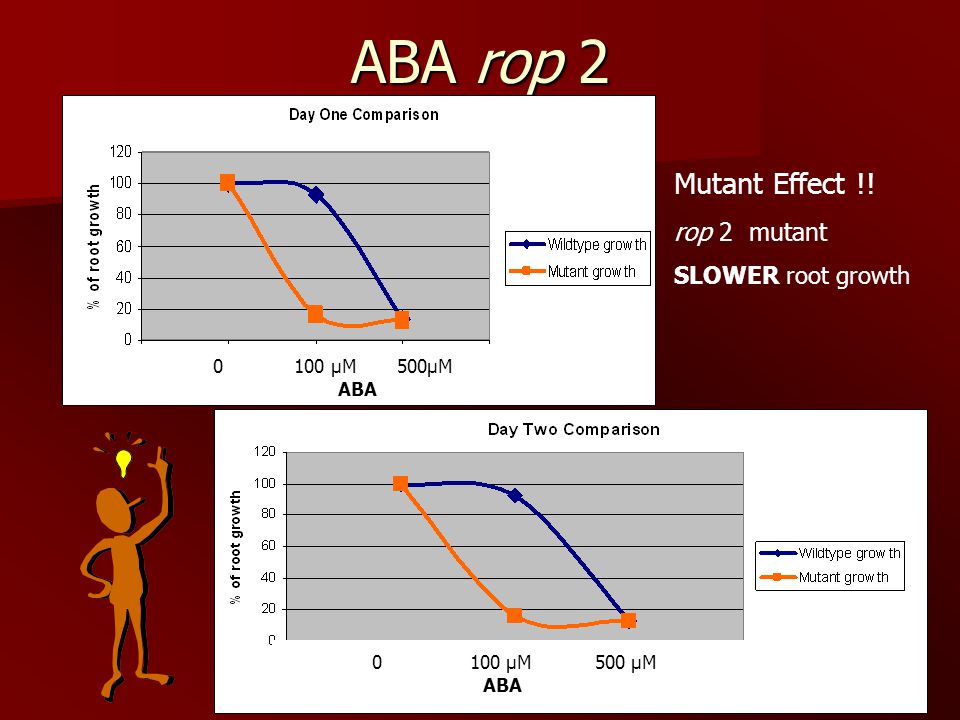 ABA rop 2 Mutant Effect !! rop 2 mutant SLOWER root growth µM 500µM ABA