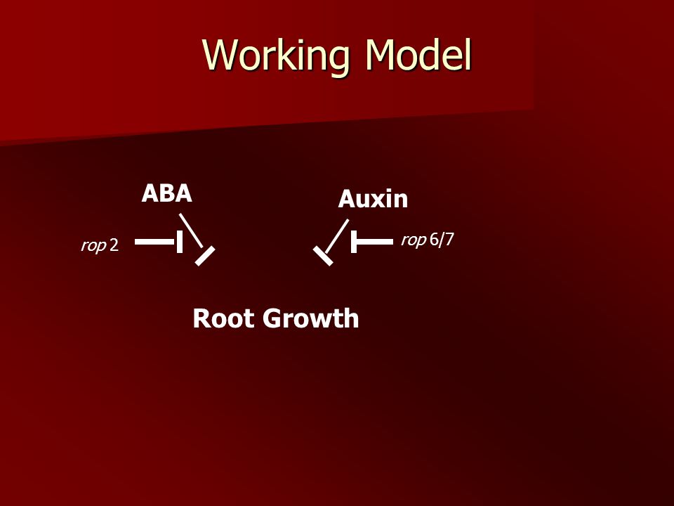 Working Model ABA Root Growth Auxin rop 6/7 rop 2
