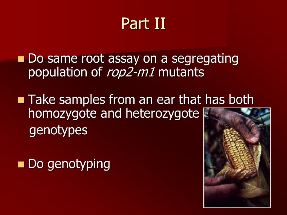 Part II Do same root assay on a segregating population of rop2-m1 mutants Do same root assay on a segregating population of rop2-m1 mutants Take samples from an ear that has both homozygote and heterozygote Take samples from an ear that has both homozygote and heterozygote genotypes genotypes Do genotyping Do genotyping