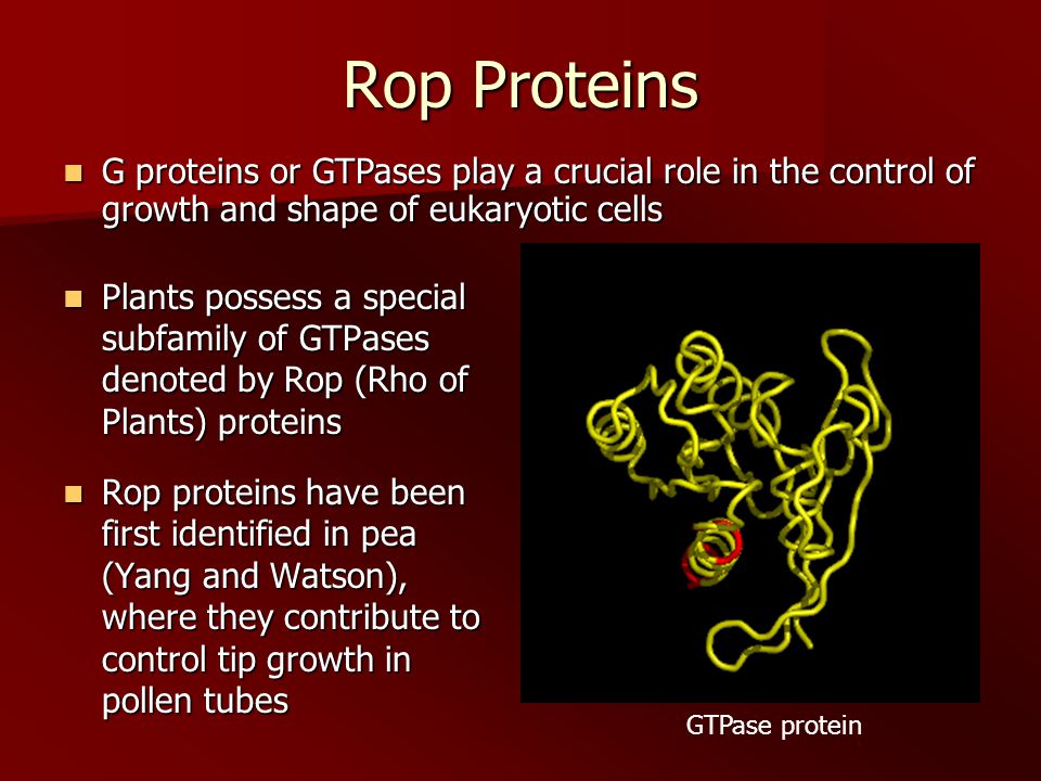 Rop Proteins Plants possess a special subfamily of GTPases denoted by Rop (Rho of Plants) proteins Plants possess a special subfamily of GTPases denoted by Rop (Rho of Plants) proteins Rop proteins have been first identified in pea (Yang and Watson), where they contribute to control tip growth in pollen tubes Rop proteins have been first identified in pea (Yang and Watson), where they contribute to control tip growth in pollen tubes G proteins or GTPases play a crucial role in the control of growth and shape of eukaryotic cells G proteins or GTPases play a crucial role in the control of growth and shape of eukaryotic cells GTPase protein