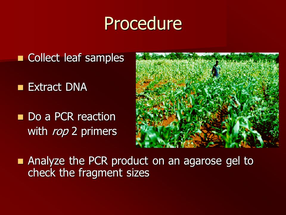Procedure Collect leaf samples Collect leaf samples Extract DNA Extract DNA Do a PCR reaction Do a PCR reaction with rop 2 primers with rop 2 primers Analyze the PCR product on an agarose gel to check the fragment sizes Analyze the PCR product on an agarose gel to check the fragment sizes
