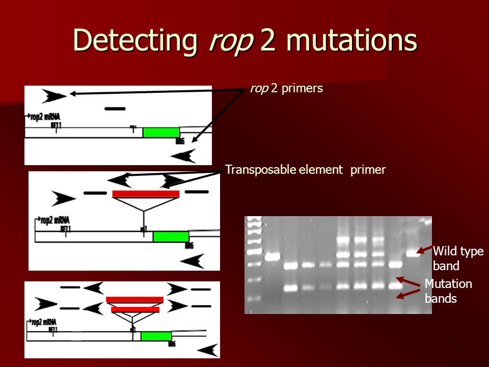 Detecting rop 2 mutations rop 2 primers Transposable element primer Mutation bands Wild type band