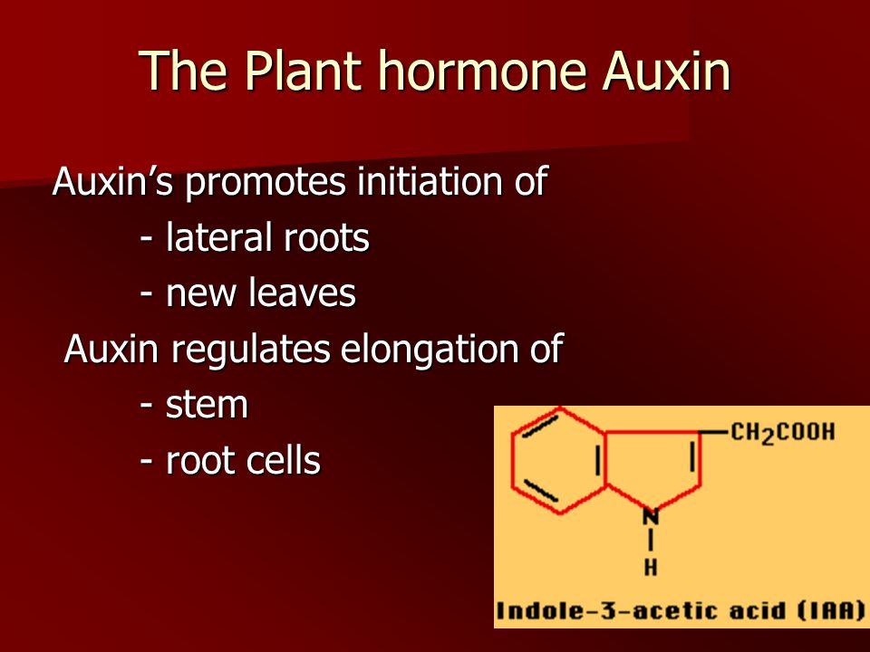 The Plant hormone Auxin Auxin’s promotes initiation of - lateral roots - new leaves Auxin regulates elongation of Auxin regulates elongation of - stem - stem - root cells