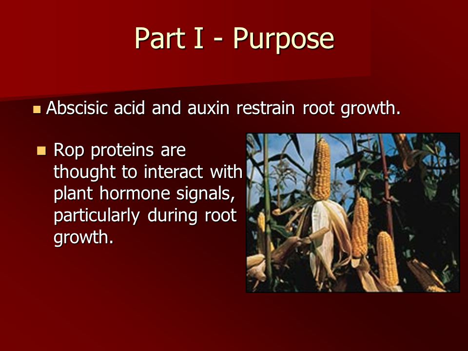 Part I - Purpose Rop proteins are thought to interact with plant hormone signals, particularly during root growth.