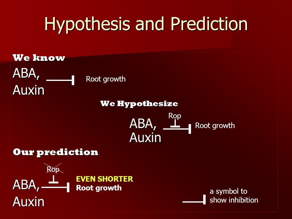 Hypothesis and Prediction We know ABA,Auxin We Hypothesize ABA, Auxin Our prediction ABA,Auxin Root growth Rop a symbol to show inhibition EVEN SHORTER Root growth