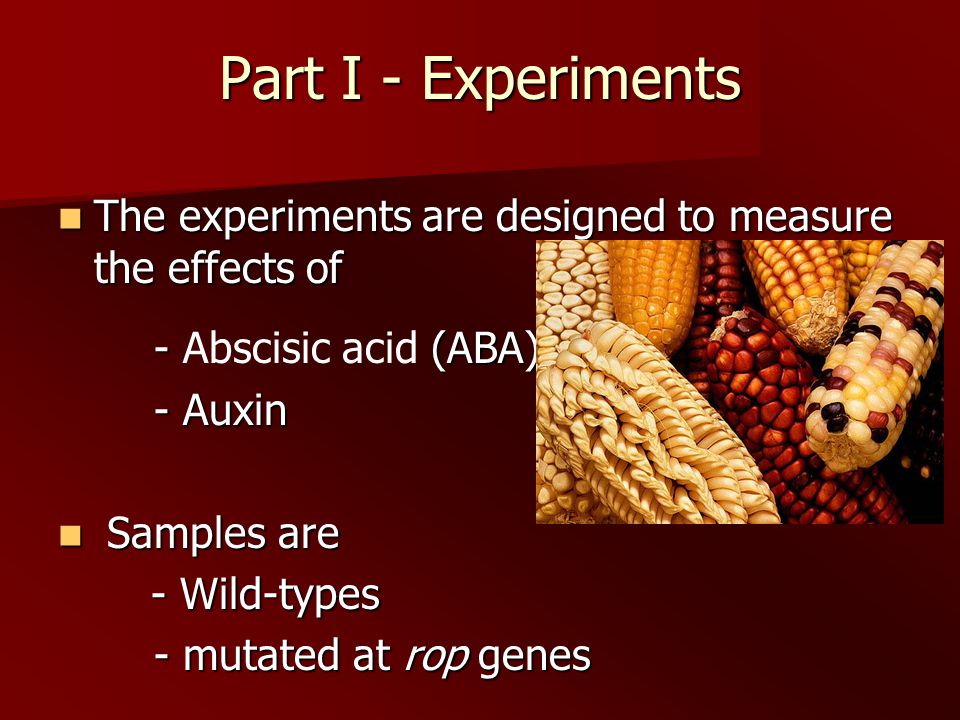 Part I - Experiments The experiments are designed to measure the effects of The experiments are designed to measure the effects of - (ABA) - Abscisic acid (ABA) - Auxin - Auxin Samples are Samples are - Wild-types - Wild-types - mutated at rop genes