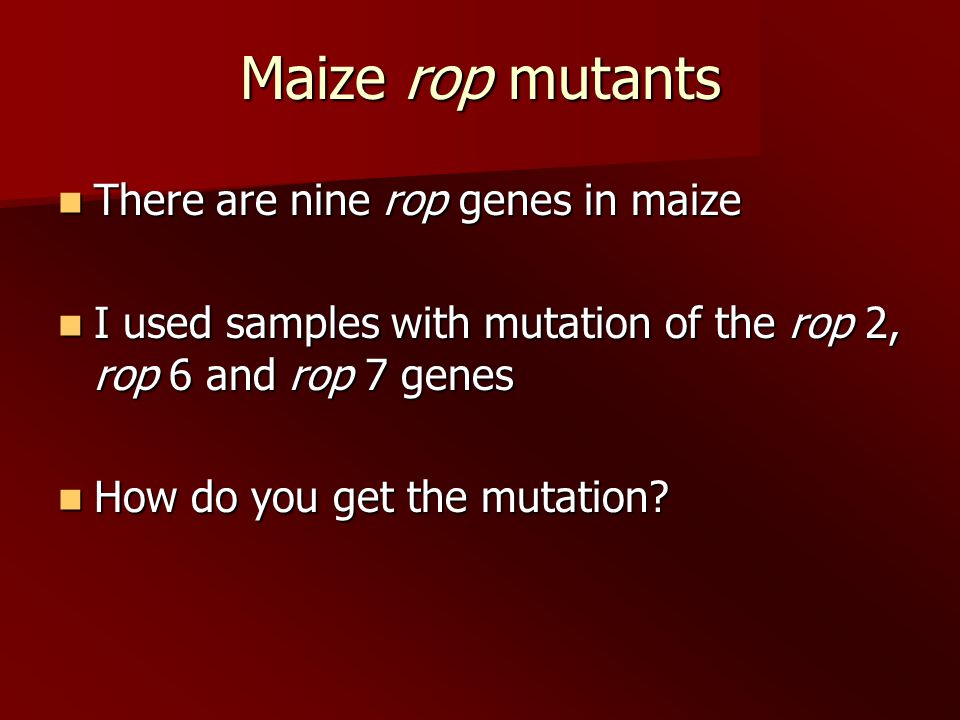 Maize rop mutants There are nine rop genes in maize There are nine rop genes in maize I used samples with mutation of the rop 2, rop 6 and rop 7 genes I used samples with mutation of the rop 2, rop 6 and rop 7 genes How do you get the mutation.