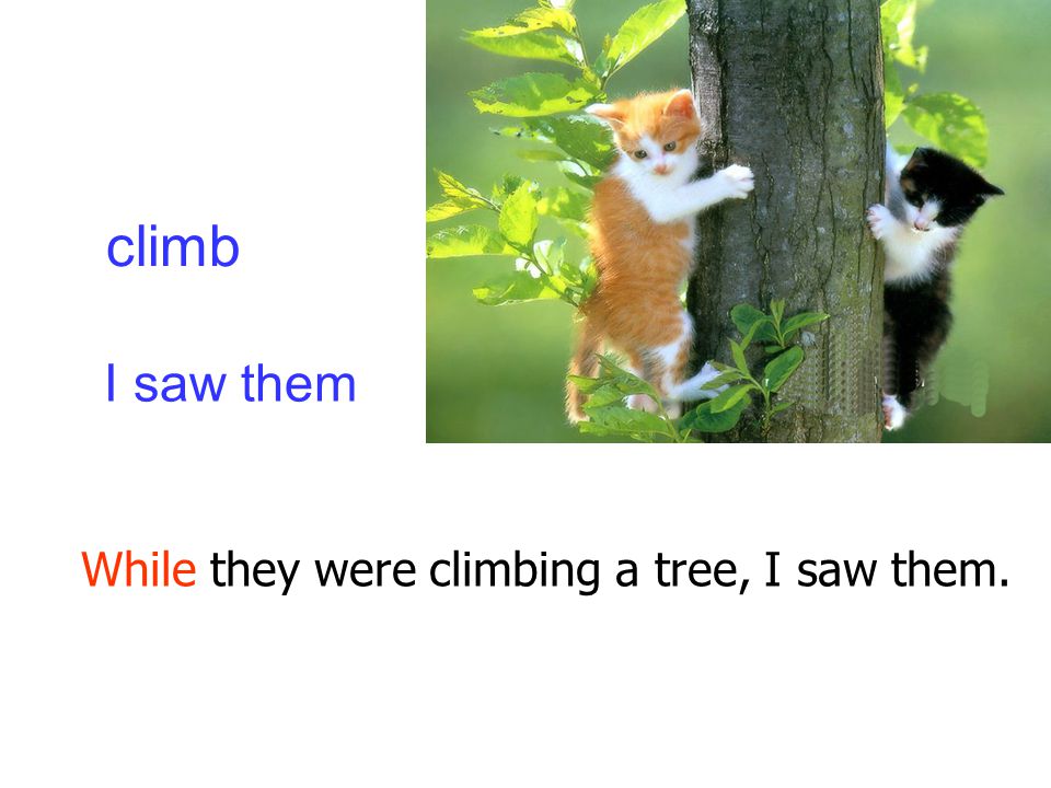 While they were climbing a tree, I saw them. climb I saw them