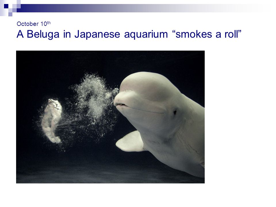 October 10 th A Beluga in Japanese aquarium smokes a roll