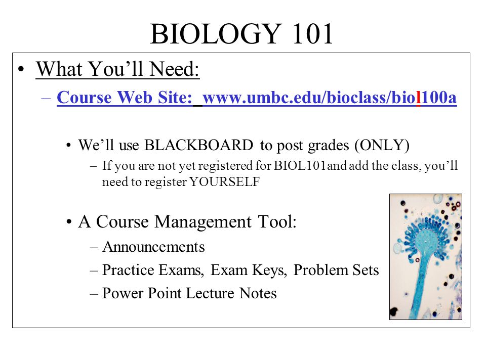 BIOLOGY 101 What You’ll Need: –Course Web Site:   We’ll use BLACKBOARD to post grades (ONLY) –If you are not yet registered for BIOL101and add the class, you’ll need to register YOURSELF A Course Management Tool: –Announcements –Practice Exams, Exam Keys, Problem Sets –Power Point Lecture Notes
