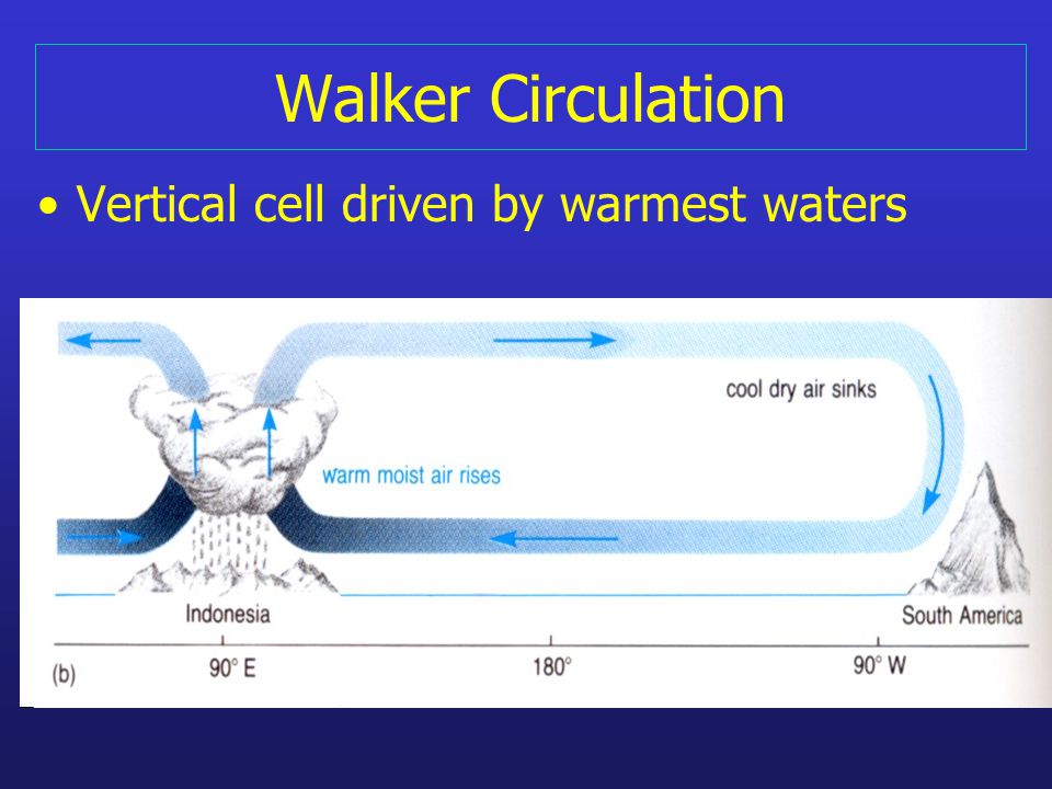 Walker Circulation Vertical cell driven by warmest waters