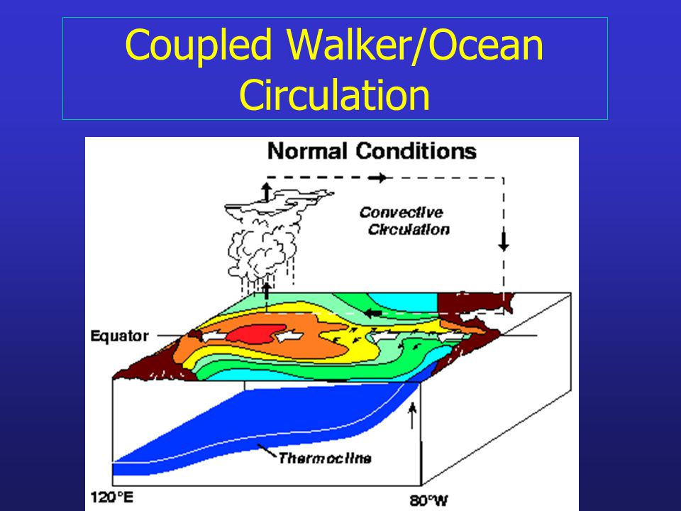Coupled Walker/Ocean Circulation