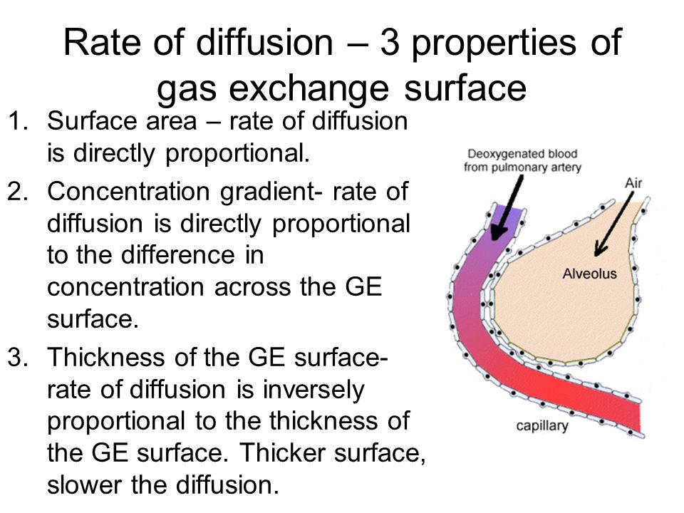 Rate of diffusion – 3 properties of gas exchange surface 1.Surface area – rate of diffusion is directly proportional.