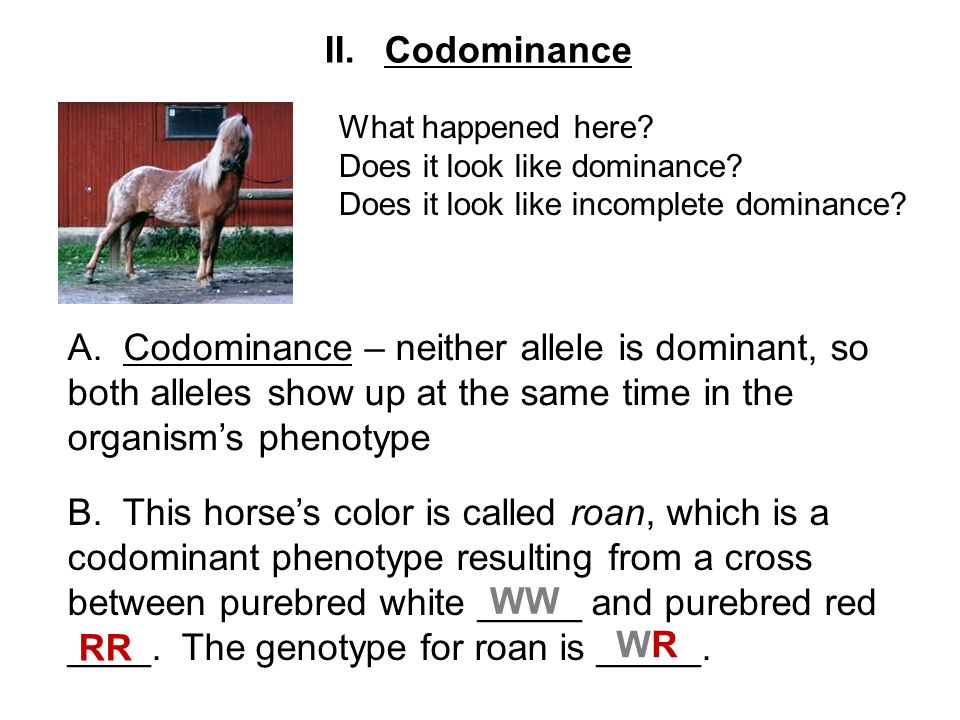 Printables Codominance And Incomplete Dominance Worksheet codominance and incomplete dominance worksheet mendelian genetics 3 aim how do complex heredity patterns what happened here does it look govern