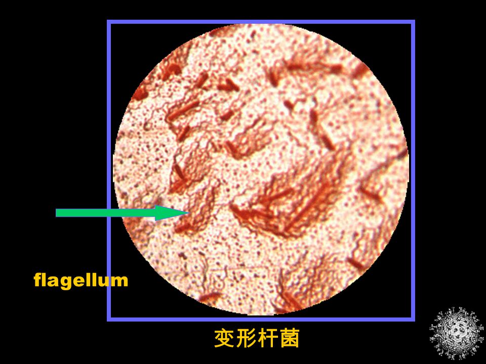 contents 实习室规则 油镜的使用 细菌基