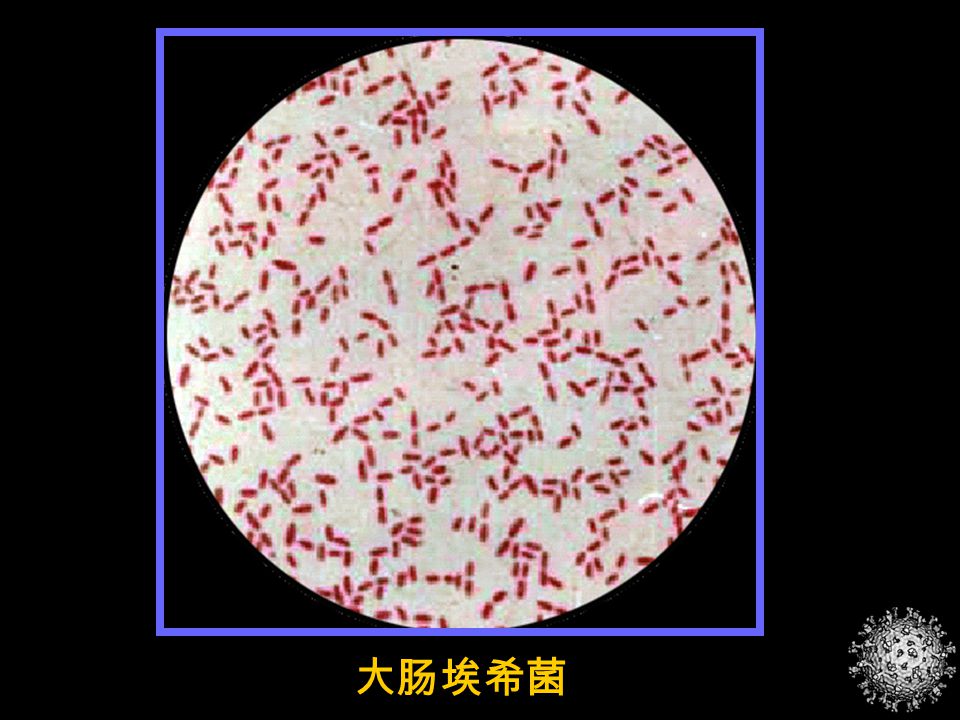 contents 实习室规则 油镜的使用 细菌基本形态观察 细菌特殊结构