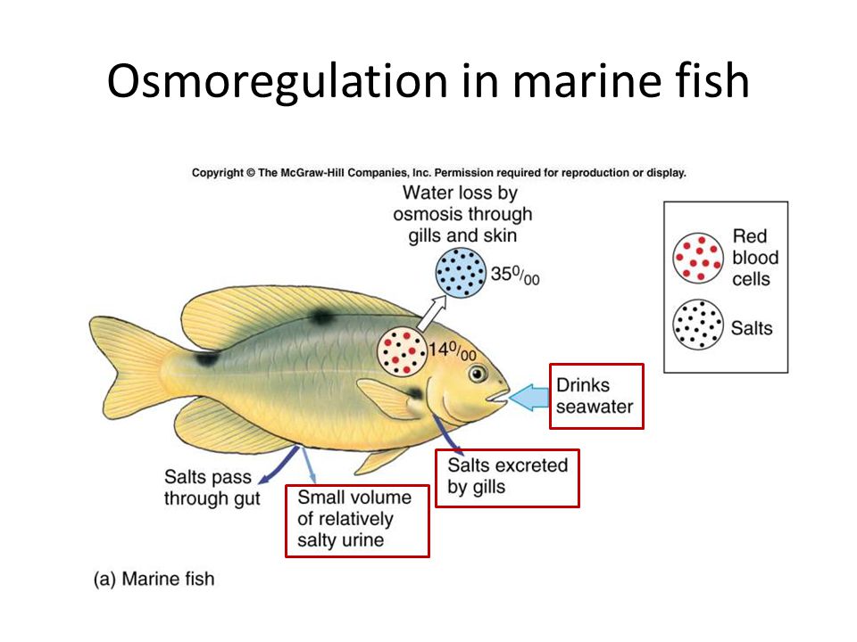 Image result for fish osmotic pressure