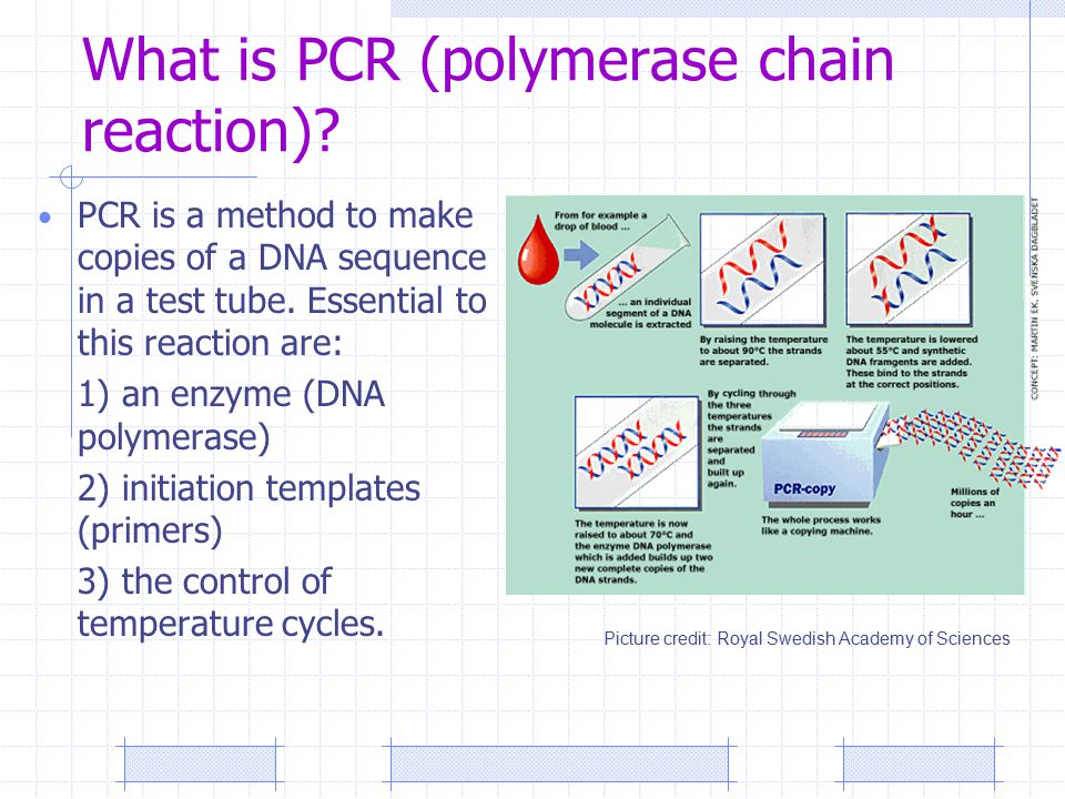 what is pcr