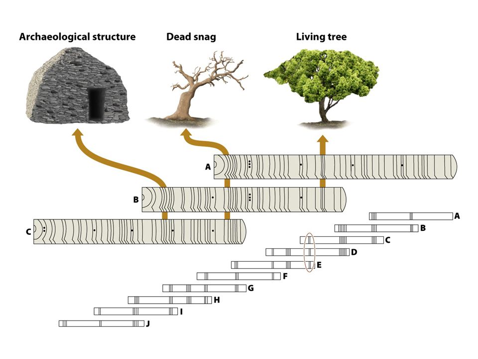 dating methods dendrochronology