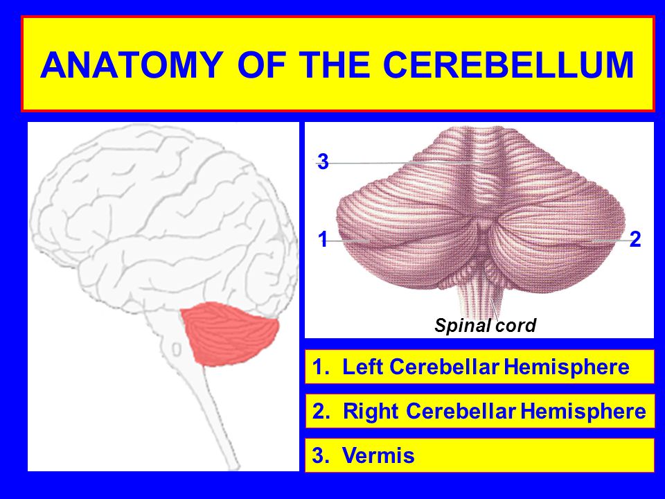 ANATOMY OF THE CEREBELLUM 1. Left Cerebellar Hemisphere 2.