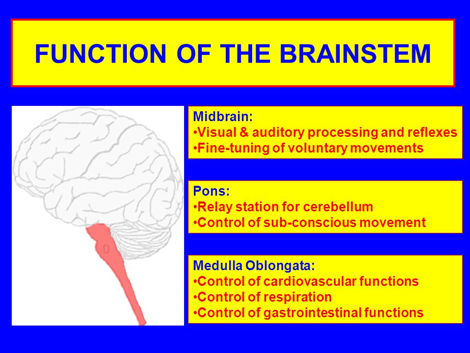 FUNCTION OF THE BRAINSTEM Midbrain: Visual & auditory processing and reflexes Fine-tuning of voluntary movements Pons: Relay station for cerebellum Control of sub-conscious movement Medulla Oblongata: Control of cardiovascular functions Control of respiration Control of gastrointestinal functions
