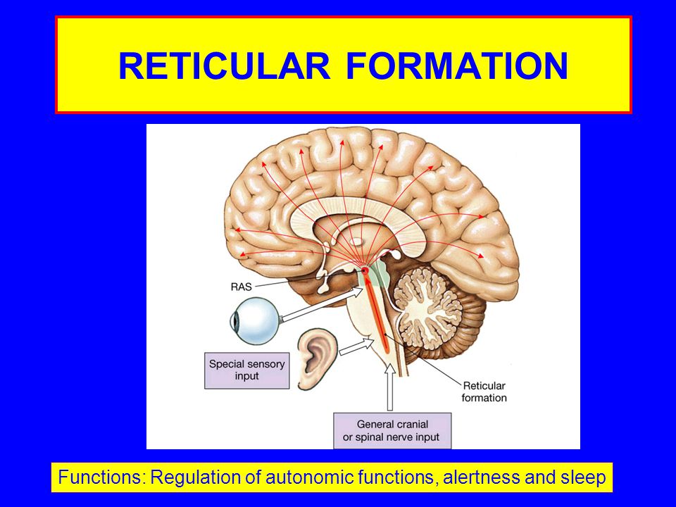 RETICULAR FORMATION Functions: Regulation of autonomic functions, alertness and sleep