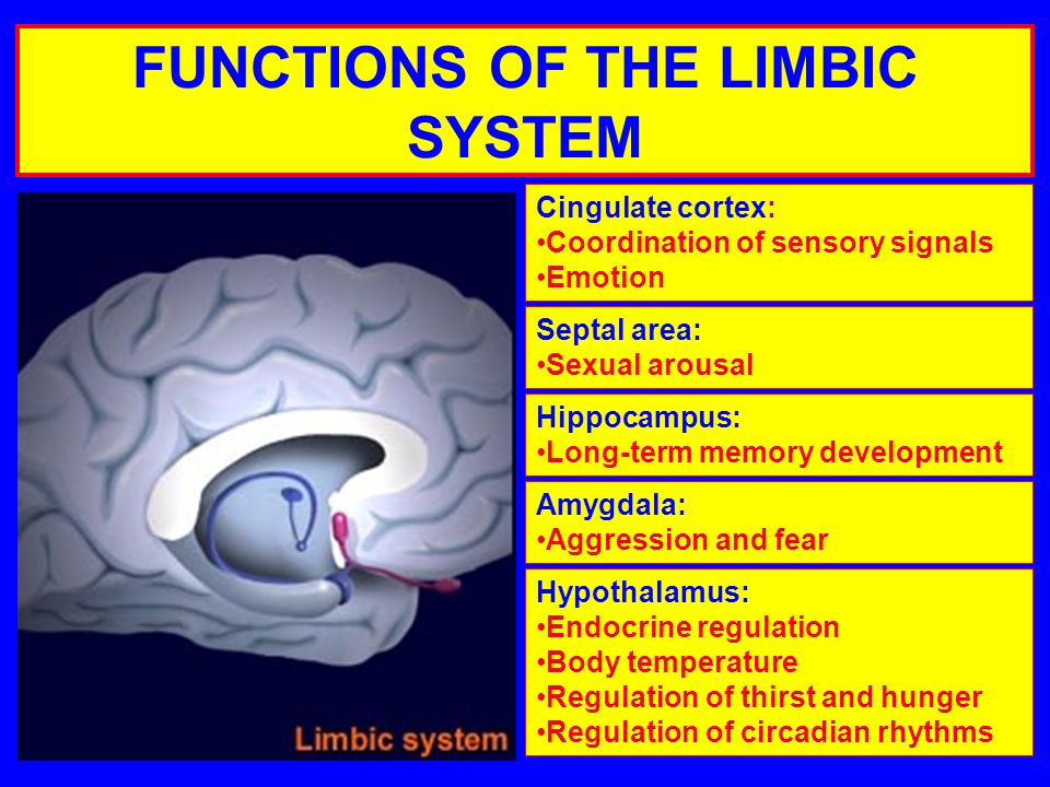 FUNCTIONS OF THE LIMBIC SYSTEM Cingulate cortex: Coordination of sensory signals Emotion Hippocampus: Long-term memory development Hypothalamus: Endocrine regulation Body temperature Regulation of thirst and hunger Regulation of circadian rhythms Amygdala: Aggression and fear Septal area: Sexual arousal