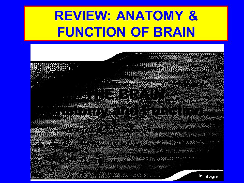 REVIEW: ANATOMY & FUNCTION OF BRAIN