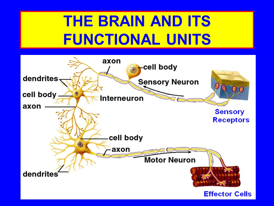 THE BRAIN AND ITS FUNCTIONAL UNITS