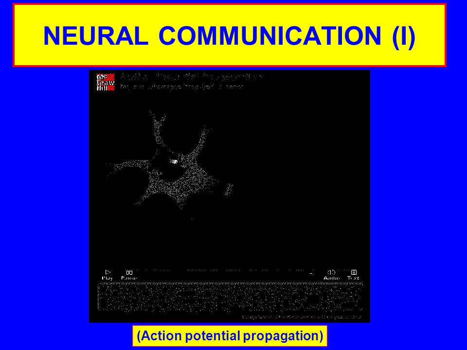 NEURAL COMMUNICATION (I) (Action potential propagation)