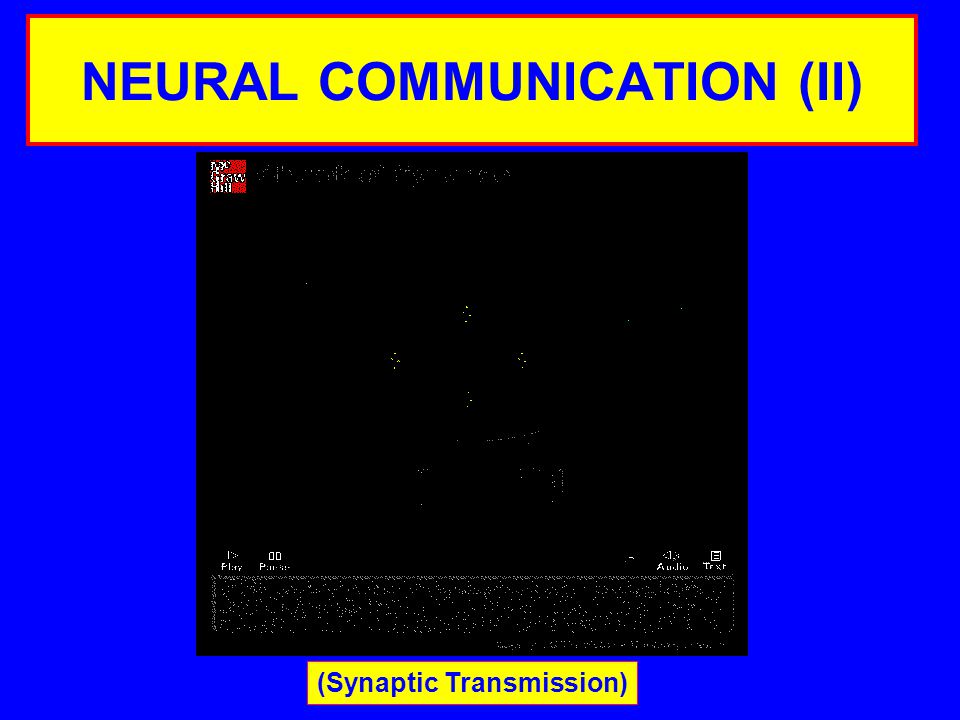 NEURAL COMMUNICATION (II) (Synaptic Transmission)