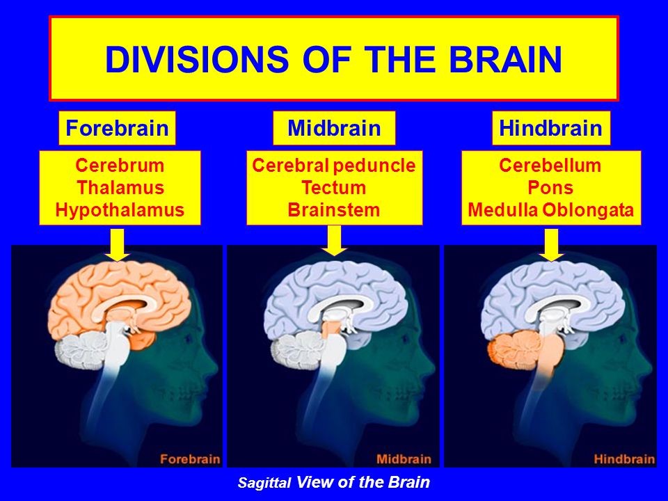 DIVISIONS OF THE BRAIN ForebrainMidbrainHindbrain Cerebrum Thalamus Hypothalamus Cerebral peduncle Tectum Brainstem Cerebellum Pons Medulla Oblongata Sagittal View of the Brain
