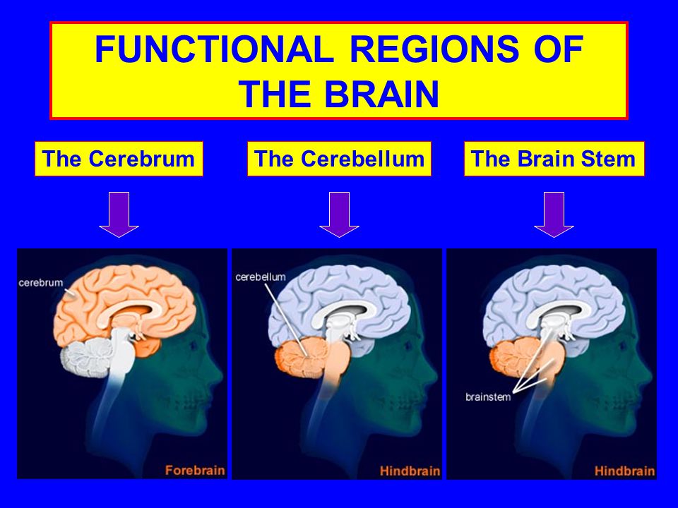 FUNCTIONAL REGIONS OF THE BRAIN The CerebrumThe CerebellumThe Brain Stem