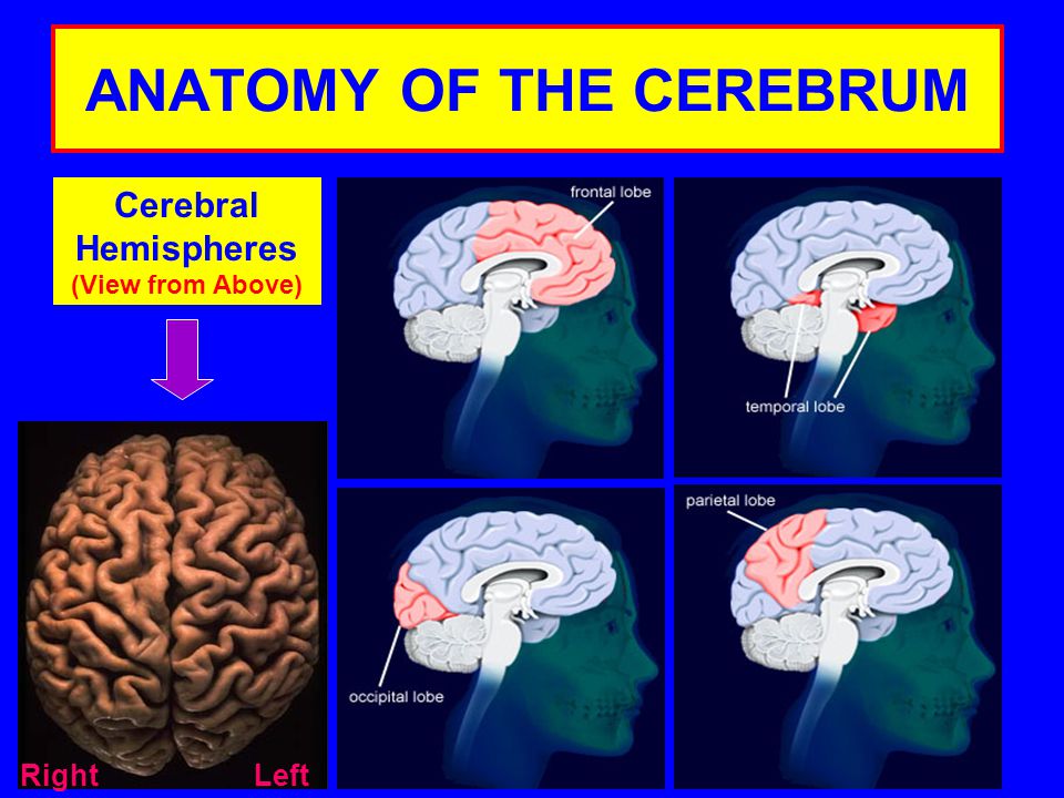 ANATOMY OF THE CEREBRUM Cerebral Hemispheres (View from Above) LeftRight