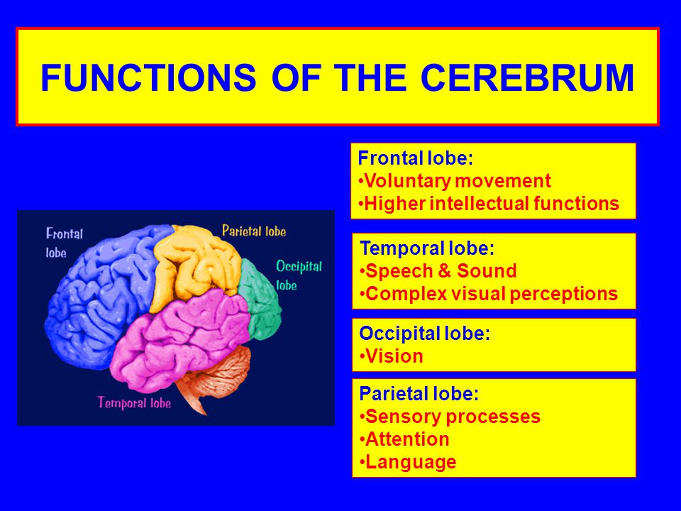 FUNCTIONS OF THE CEREBRUM Frontal lobe: Voluntary movement Higher intellectual functions Temporal lobe: Speech & Sound Complex visual perceptions Occipital lobe: Vision Parietal lobe: Sensory processes Attention Language