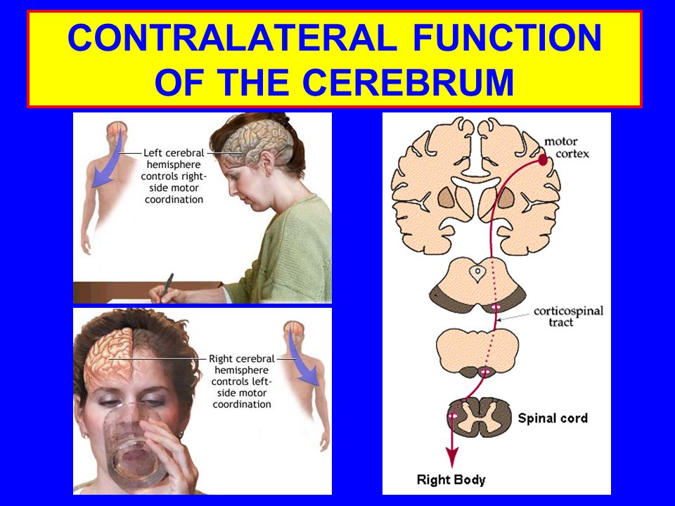 CONTRALATERAL FUNCTION OF THE CEREBRUM