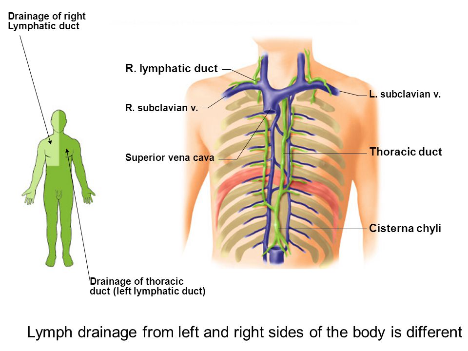 Lymph Drainage Lymphatic Thoracic Duct