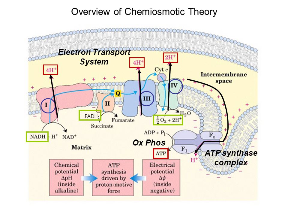 chemiosmotic theory