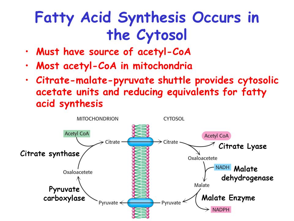 fatty acid sysnthesis Sigma-aldrich presents an article about how proliferatively active cells require fatty acids for functions such as membrane generation, protein modification, and bioenergetic requirements. fatty acid sysnthesis Sigma-aldrich presents an article about how proliferatively active cells require fatty acids for functions such as membrane generation, protein modification, and bioenergetic requirements.
