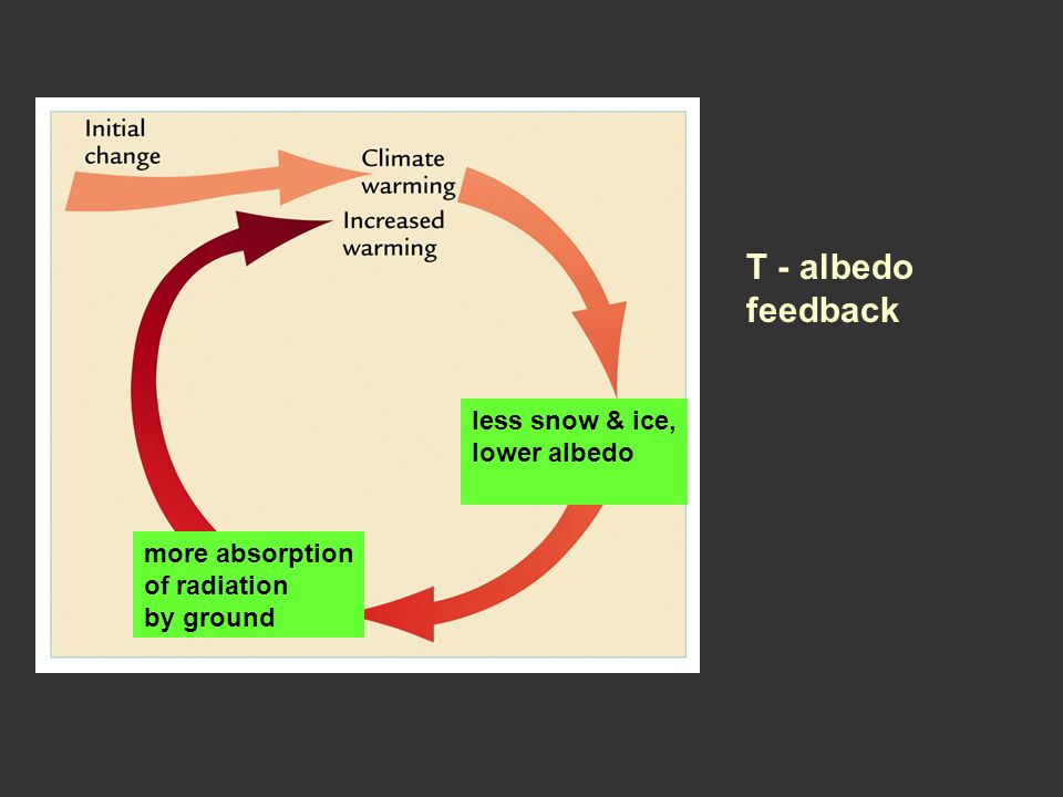 T - albedo feedback less snow & ice, lower albedo more absorption of radiation by ground